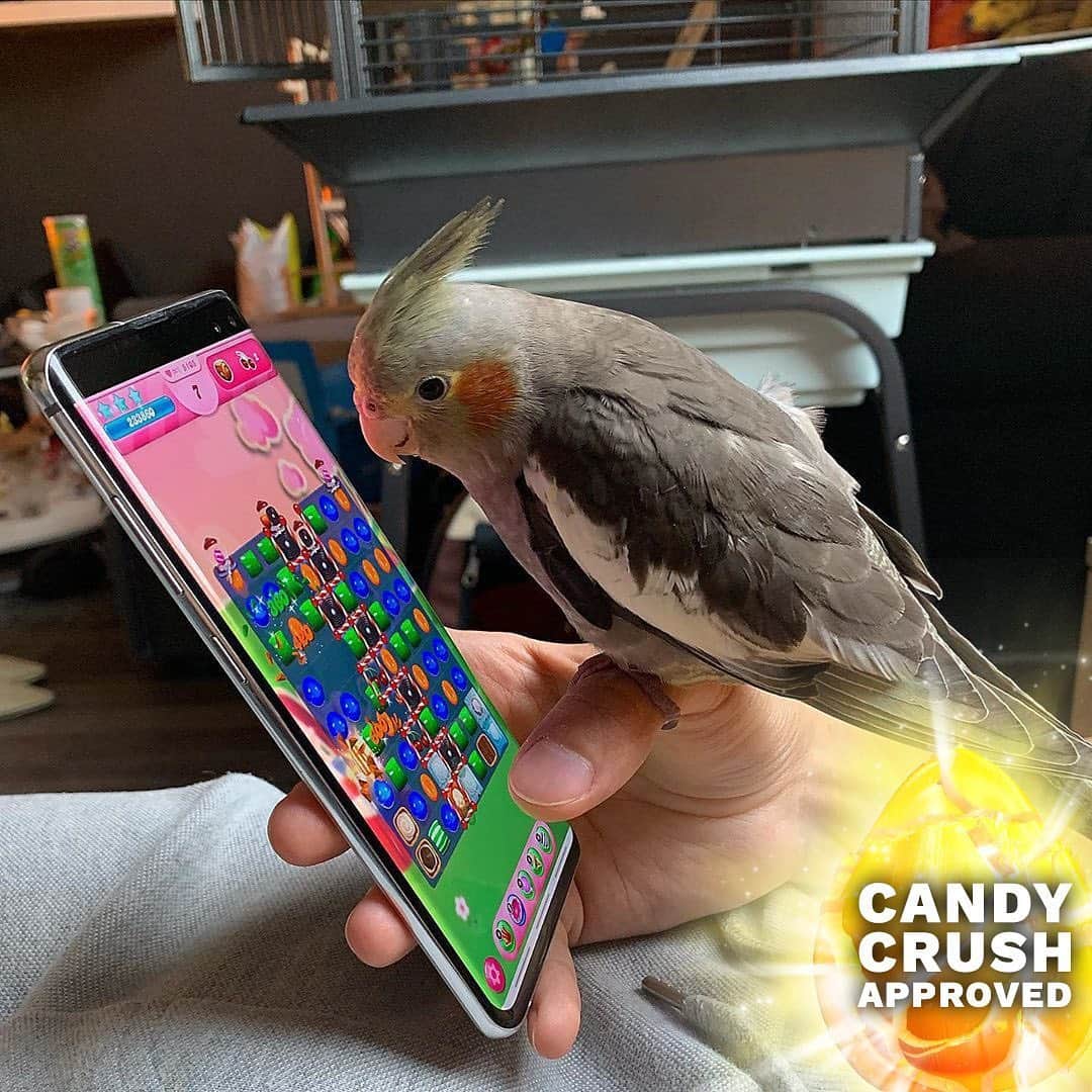 Candy Crushさんのインスタグラム写真 - (Candy CrushInstagram)「Is there anything more satisfying than watching a Cockatiel play Candy Crush?! We think not.  Thanks to @dino.thecockatiel for sharing!!」6月20日 1時12分 - candycrushsaga