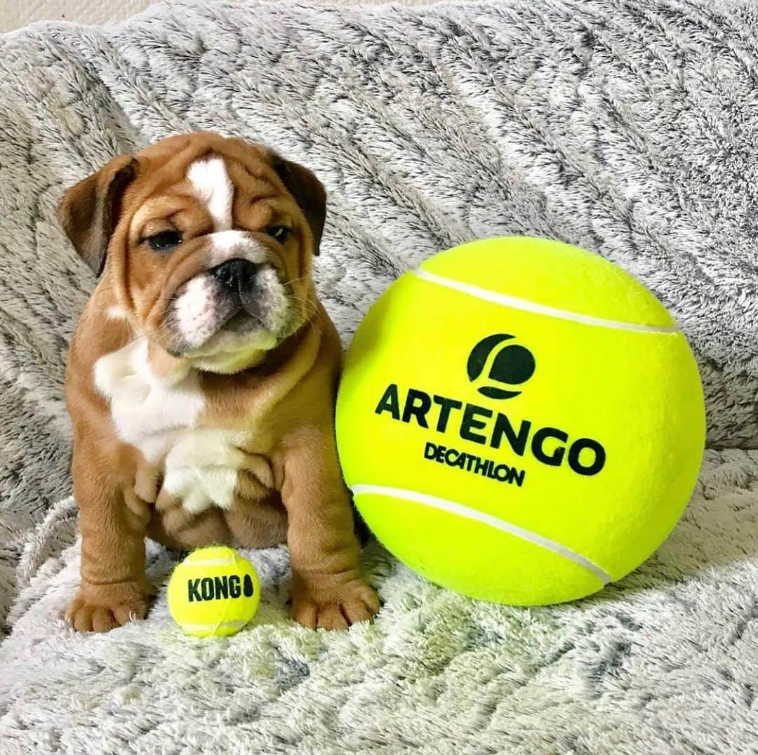 Bodhi & Butters & Bubbahのインスタグラム：「Dream BIG 🎾 . . . . . #bulldog #puppy #love #dream #big #never #give #up #positivevibes #be #happy #live #fully #smile #life #bestoftheday #bff #dog #dogstagram 💗 @diary_of_prunelle」