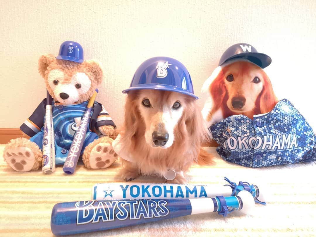 ?モデル?大地?さんのインスタグラム写真 - (?モデル?大地?Instagram)「♪🐾2020*6*19🐾 . . いよいよ今日から⚾始まるね🎶✌️😆 . . 今年は @aisdelu.japan さんで作って頂いた 👑大地クッションもTEAMに加わり✌️😁ｲﾋﾋｯ🎶 . 今年も盛大に📣応援して行くよー🎶💪😆 . . ⚾ I 🌟 YOKOHAMA⚾ . . 🐾🐾🐾🐾🐾🐾🐾🐾🐾🐾🐾🐾🐾🐾🐾 . #大地#大好き#だいすき #いつも一緒#ずっと一緒 #大地なしでは生きて行けませんw #いぬ#犬#わんこ#ワンコ . #愛犬#犬バカ部#いぬばか部 #いぬら部#いぬすたぐらむ #犬のいる暮らし #横浜#yokohama#神奈川 #pecoいぬ部 . #横浜dnaベイスターズ#横浜ベイスターズ #baystars#ベイスターズ #横浜優勝#プライド #ユニフォーム#野球#応援 #ダッフィー」6月19日 17時14分 - sachi_daichi