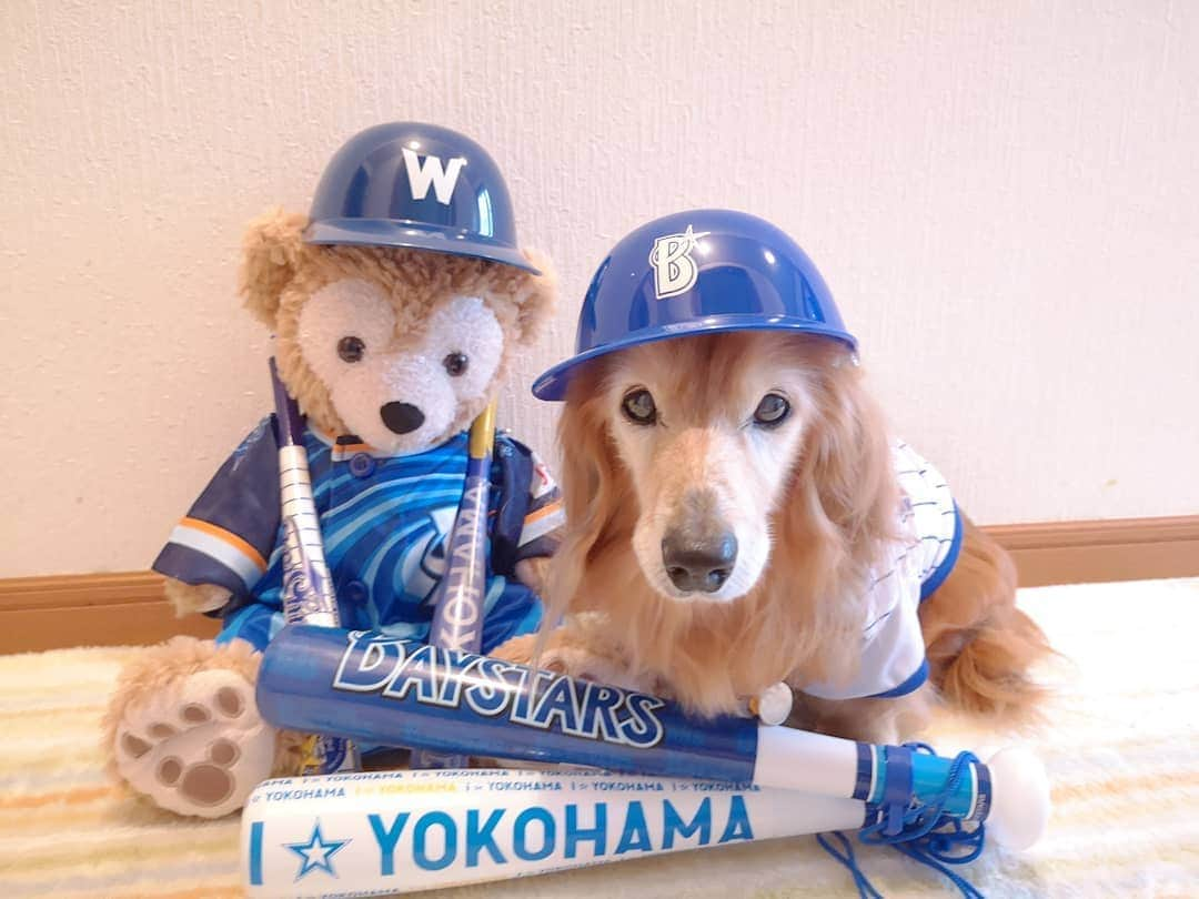 ?モデル?大地?さんのインスタグラム写真 - (?モデル?大地?Instagram)「♪🐾2020*6*19🐾 . . いよいよ今日から⚾始まるね🎶✌️😆 . . 今年は @aisdelu.japan さんで作って頂いた 👑大地クッションもTEAMに加わり✌️😁ｲﾋﾋｯ🎶 . 今年も盛大に📣応援して行くよー🎶💪😆 . . ⚾ I 🌟 YOKOHAMA⚾ . . 🐾🐾🐾🐾🐾🐾🐾🐾🐾🐾🐾🐾🐾🐾🐾 . #大地#大好き#だいすき #いつも一緒#ずっと一緒 #大地なしでは生きて行けませんw #いぬ#犬#わんこ#ワンコ . #愛犬#犬バカ部#いぬばか部 #いぬら部#いぬすたぐらむ #犬のいる暮らし #横浜#yokohama#神奈川 #pecoいぬ部 . #横浜dnaベイスターズ#横浜ベイスターズ #baystars#ベイスターズ #横浜優勝#プライド #ユニフォーム#野球#応援 #ダッフィー」6月19日 17時14分 - sachi_daichi