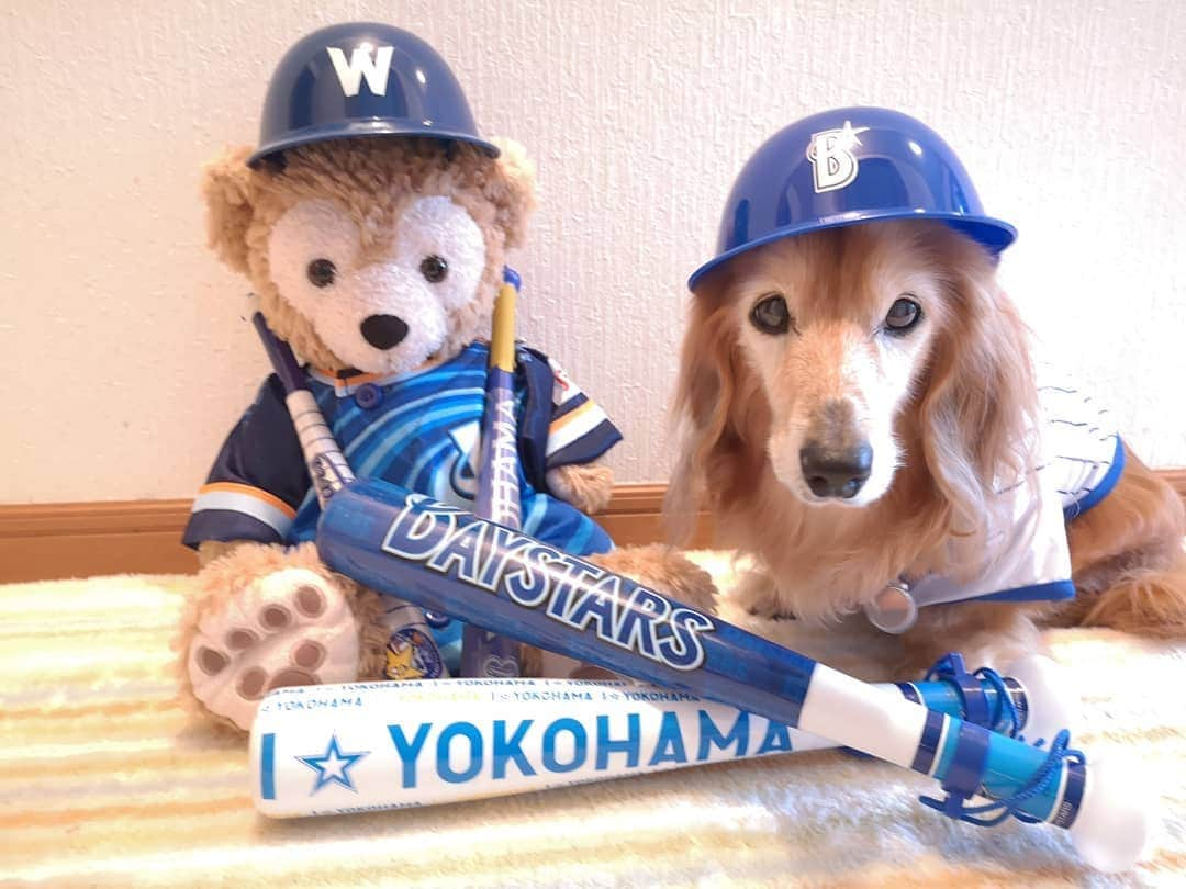 ?モデル?大地?さんのインスタグラム写真 - (?モデル?大地?Instagram)「♪🐾2020*6*19🐾 . . いよいよ今日から⚾始まるね🎶✌️😆 . . 今年は @aisdelu.japan さんで作って頂いた 👑大地クッションもTEAMに加わり✌️😁ｲﾋﾋｯ🎶 . 今年も盛大に📣応援して行くよー🎶💪😆 . . ⚾ I 🌟 YOKOHAMA⚾ . . 🐾🐾🐾🐾🐾🐾🐾🐾🐾🐾🐾🐾🐾🐾🐾 . #大地#大好き#だいすき #いつも一緒#ずっと一緒 #大地なしでは生きて行けませんw #いぬ#犬#わんこ#ワンコ . #愛犬#犬バカ部#いぬばか部 #いぬら部#いぬすたぐらむ #犬のいる暮らし #横浜#yokohama#神奈川 #pecoいぬ部 . #横浜dnaベイスターズ#横浜ベイスターズ #baystars#ベイスターズ #横浜優勝#プライド #ユニフォーム#野球#応援 #ダッフィー」6月19日 17時14分 - sachi_daichi