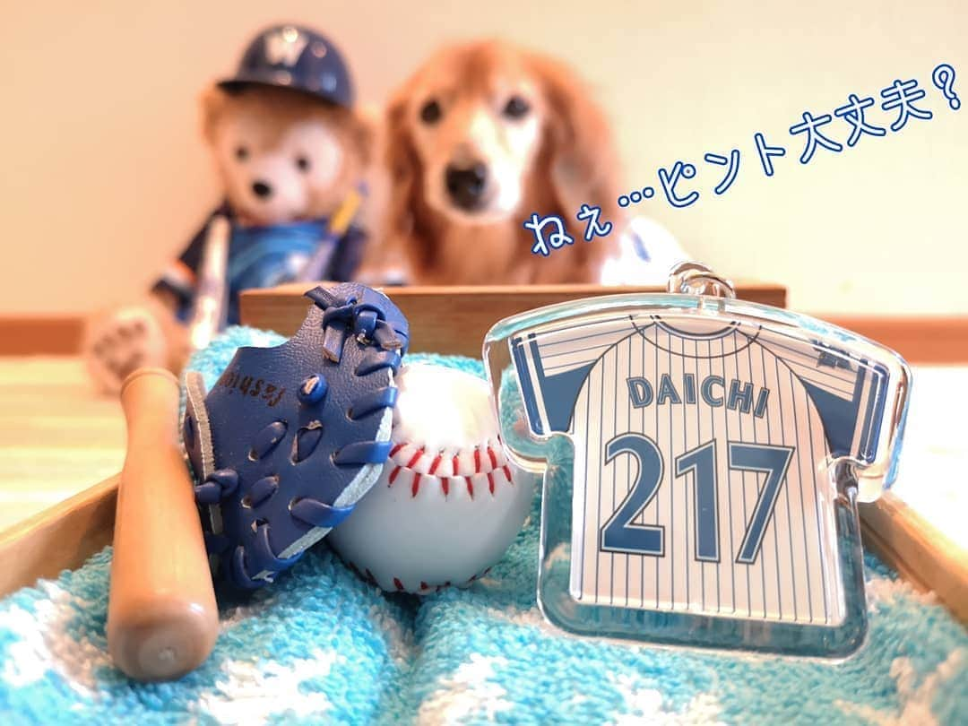 ?モデル?大地?さんのインスタグラム写真 - (?モデル?大地?Instagram)「♪🐾2020*6*19🐾 . . 今日の⚾開幕に合わせて 満を持して登場〜🎶✌️😁ｵｵｹﾞｻ🎶 . . @rising_yuni さんで注文した . オリジナルNAMEと好きな背番号で作れる 👕ユニフォーム型キーホルダー 【ユニパッチン】 🌟BAYSTARSバージョン✌️😁ｲｴｰｲ🎶 . . 🏟️横浜スタジアムにも オリジナルNAMEで作れる👕ユニパッチンがあるけれど . 背番号は2桁までだったから 今まで作らなかったけれど😣 . @rising_yuni さんでは 背番号は4桁まで可能だから 💪キター❗✌️😆と迷わず注文🎶✌️😁 . . 😁😁😁ニヤニヤしちゃうアイテムが また増えました🎶✌️😁ｲﾋﾋｯ🎶 . . いろいろと大変な事もあるけれど… . 今年もTEAM👑大地は 🌟BAYSTARSを📣応援しています🌟💪😆 . . ⚾ I 🌟 YOKOHAMA⚾ . . 🐾🐾🐾🐾🐾🐾🐾🐾🐾🐾🐾🐾🐾🐾🐾 . #大地#大好き#だいすき #いつも一緒#ずっと一緒 #大地なしでは生きて行けませんw #いぬ#犬#わんこ#ワンコ . #愛犬#犬バカ部#いぬばか部 #いぬら部#いぬすたぐらむ #犬のいる暮らし #横浜#yokohama#神奈川 #pecoいぬ部 . #横浜dnaベイスターズ#横浜ベイスターズ #baystars#ベイスターズ #横浜優勝#プライド #ユニフォーム#野球#応援 #ダッフィー」6月19日 17時20分 - sachi_daichi