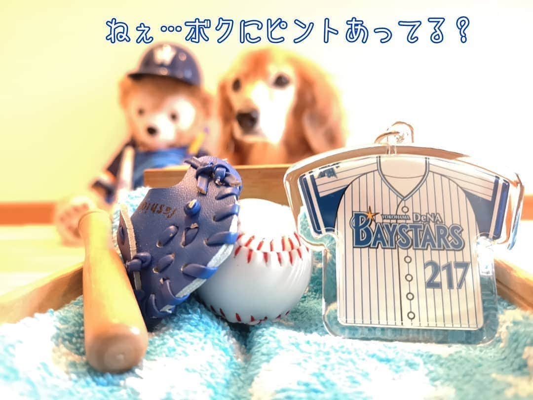 ?モデル?大地?さんのインスタグラム写真 - (?モデル?大地?Instagram)「♪🐾2020*6*19🐾 . . 今日の⚾開幕に合わせて 満を持して登場〜🎶✌️😁ｵｵｹﾞｻ🎶 . . @rising_yuni さんで注文した . オリジナルNAMEと好きな背番号で作れる 👕ユニフォーム型キーホルダー 【ユニパッチン】 🌟BAYSTARSバージョン✌️😁ｲｴｰｲ🎶 . . 🏟️横浜スタジアムにも オリジナルNAMEで作れる👕ユニパッチンがあるけれど . 背番号は2桁までだったから 今まで作らなかったけれど😣 . @rising_yuni さんでは 背番号は4桁まで可能だから 💪キター❗✌️😆と迷わず注文🎶✌️😁 . . 😁😁😁ニヤニヤしちゃうアイテムが また増えました🎶✌️😁ｲﾋﾋｯ🎶 . . いろいろと大変な事もあるけれど… . 今年もTEAM👑大地は 🌟BAYSTARSを📣応援しています🌟💪😆 . . ⚾ I 🌟 YOKOHAMA⚾ . . 🐾🐾🐾🐾🐾🐾🐾🐾🐾🐾🐾🐾🐾🐾🐾 . #大地#大好き#だいすき #いつも一緒#ずっと一緒 #大地なしでは生きて行けませんw #いぬ#犬#わんこ#ワンコ . #愛犬#犬バカ部#いぬばか部 #いぬら部#いぬすたぐらむ #犬のいる暮らし #横浜#yokohama#神奈川 #pecoいぬ部 . #横浜dnaベイスターズ#横浜ベイスターズ #baystars#ベイスターズ #横浜優勝#プライド #ユニフォーム#野球#応援 #ダッフィー」6月19日 17時20分 - sachi_daichi