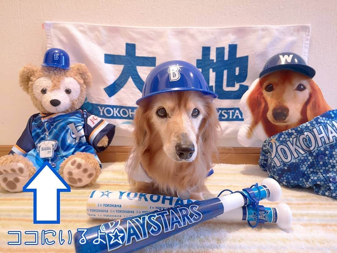 ?モデル?大地?さんのインスタグラム写真 - (?モデル?大地?Instagram)「♪🐾2020*6*19🐾 . . 今日の⚾開幕に合わせて 満を持して登場〜🎶✌️😁ｵｵｹﾞｻ🎶 . . @rising_yuni さんで注文した . オリジナルNAMEと好きな背番号で作れる 👕ユニフォーム型キーホルダー 【ユニパッチン】 🌟BAYSTARSバージョン✌️😁ｲｴｰｲ🎶 . . 🏟️横浜スタジアムにも オリジナルNAMEで作れる👕ユニパッチンがあるけれど . 背番号は2桁までだったから 今まで作らなかったけれど😣 . @rising_yuni さんでは 背番号は4桁まで可能だから 💪キター❗✌️😆と迷わず注文🎶✌️😁 . . 😁😁😁ニヤニヤしちゃうアイテムが また増えました🎶✌️😁ｲﾋﾋｯ🎶 . . いろいろと大変な事もあるけれど… . 今年もTEAM👑大地は 🌟BAYSTARSを📣応援しています🌟💪😆 . . ⚾ I 🌟 YOKOHAMA⚾ . . 🐾🐾🐾🐾🐾🐾🐾🐾🐾🐾🐾🐾🐾🐾🐾 . #大地#大好き#だいすき #いつも一緒#ずっと一緒 #大地なしでは生きて行けませんw #いぬ#犬#わんこ#ワンコ . #愛犬#犬バカ部#いぬばか部 #いぬら部#いぬすたぐらむ #犬のいる暮らし #横浜#yokohama#神奈川 #pecoいぬ部 . #横浜dnaベイスターズ#横浜ベイスターズ #baystars#ベイスターズ #横浜優勝#プライド #ユニフォーム#野球#応援 #ダッフィー」6月19日 17時20分 - sachi_daichi