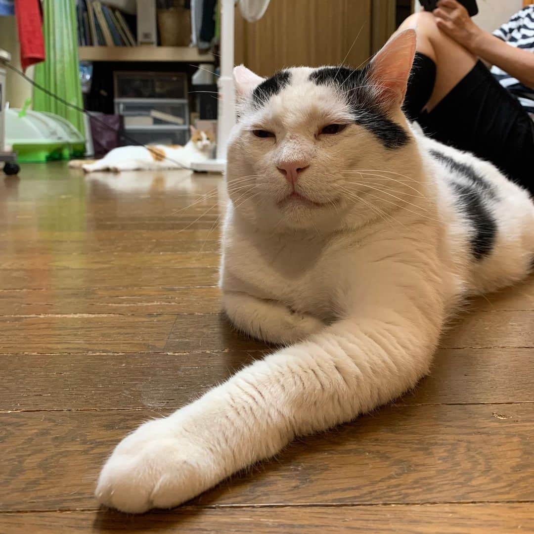 Kachimo Yoshimatsuさんのインスタグラム写真 - (Kachimo YoshimatsuInstagram)「2階の居間で休憩中。 ナオさんが一緒だから安心さ！ #うちの猫ら #nanakuro #oinari #livingquest #猫 #ねこ #cat #ネコ #catstagram #ネコ部 http://kachimo.exblog.jp」6月19日 17時43分 - kachimo