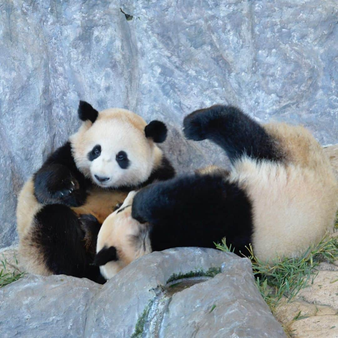 パンダ（白浜）さんのインスタグラム写真 - (パンダ（白浜）Instagram)「#桜浜 & #桃浜 ＴＷＩＮＳ stand by 🌸🍑 🐼😊🐼 #ADVENTUREWORLDPANDAS #baby #HELLOLITTLE #pandamental #hellopanda #ハローリトル #ハローパンダ #パンダグラビア #パンダ　and #panda #pandababy 🐼🐼🐼」6月19日 17時56分 - hellopanda_book