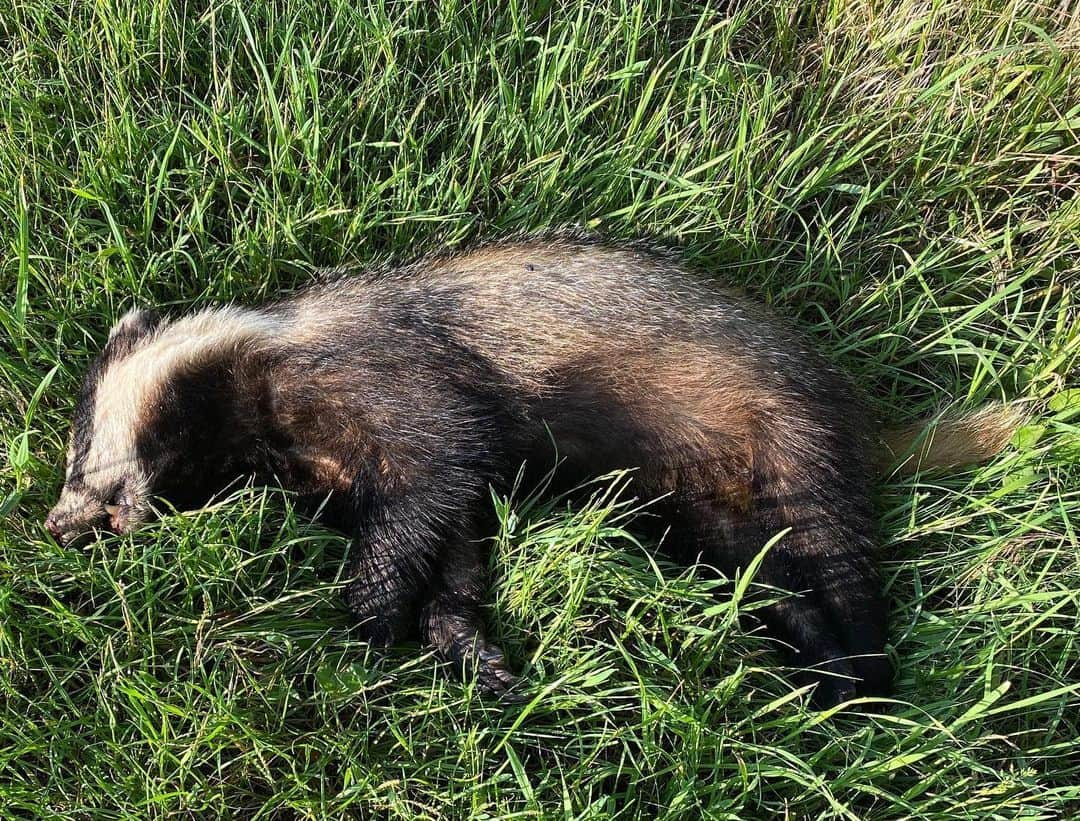 スティーヴン・フライのインスタグラム：「Poor young badger. Found on the grassy verge during my morning walk. @matthewrice2016 (who knows much) tells me that badgers were once less common in Norfolk than they are now. One was found in Wroxham in 1911 and exhibited, such was the rarity. So while it’s sad that this cub didn’t make it, it’s good to know the species is thriving. Maybe I’ll go for a badger watch one evening… (Have submitted grid reference and other details to badgertrust.org.uk as many of you have suggested)」