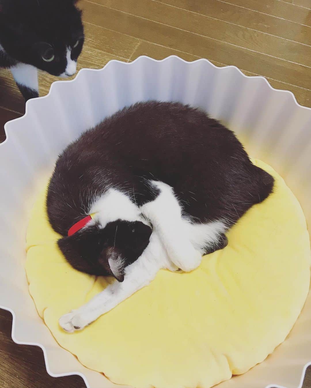 もじゃころのインスタグラム：「ペッペ気持ちよさそうでしあわせ…☺️☺️☺️☺️☺️ #チョッチュ具志コロペッペ  #鼻にんにく黒コロ  #pidan #🧁」