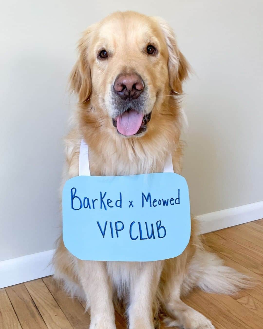 8crapさんのインスタグラム写真 - (8crapInstagram)「Join the “Barked X Meowed VIP Club” for monthly rewards! 🐾 Refer your friends to join for a chance to win an extra $100 Amazon Gift Card! . 🎁 Tap link in bio to join the “Barked X Meowed VIP Club” for FREE now! - 📷 @themgoldenboys - #barked @meowed #BarkedMeowedVIPClub #BMVIPC #dog #doggo #GoldenRetriever」6月19日 19時08分 - barked