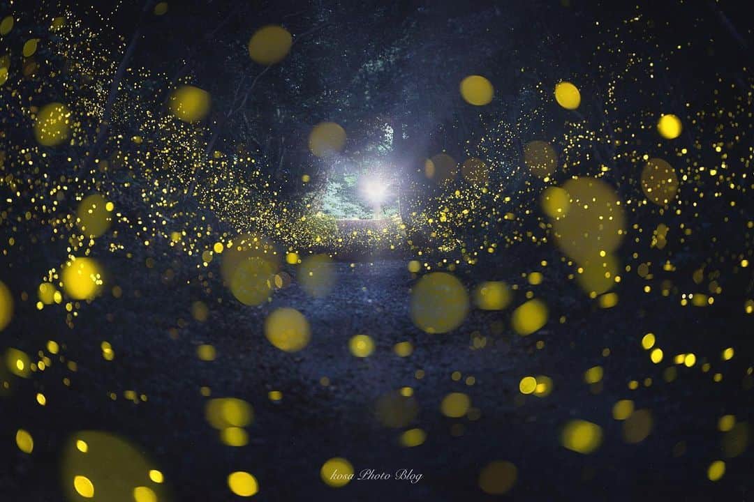 コサさんのインスタグラム写真 - (コサInstagram)「妖精の住む森へ🧚‍♂️ 真っ暗な森の中では、綺羅びやかなダンスパーティーが行われています💃 ライトをつけると驚かせてしまうので注意しましょう⚠️ . Location:和歌山 Wakayama / Japan Data:2020.6.8 . #姫蛍 #ヒメボタル #light_nikon #japan_night_view_member #1x_japan #Rox_Captures #kf_gallery_vip #sorakataphoto #広がり同盟メンバー #jgrv_member #art_of_japan_ #tokyocameraclub #dpj_member #IG_PHOS #photo_jpn #ptk_japan #pt_life_ #bestjapanpics #YourShotPhotographer #Impressive_gallery #LBJ_VIP #bestphoto_japan #colore_de_saison #japan_of_insta #nipponpic_member #japan_bestpic_ photo_travelers #photo_shorttrip #raw_community_member #Lap_2020」6月19日 19時14分 - kosa_photo