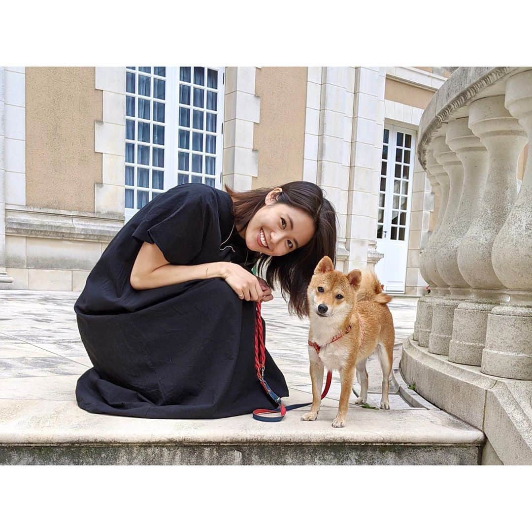 VANRIのインスタグラム：「* 梅雨があけたら たくさん走り回ろうね！ #豆柴 #柴犬 #日本犬 #しばすたぐらむ」