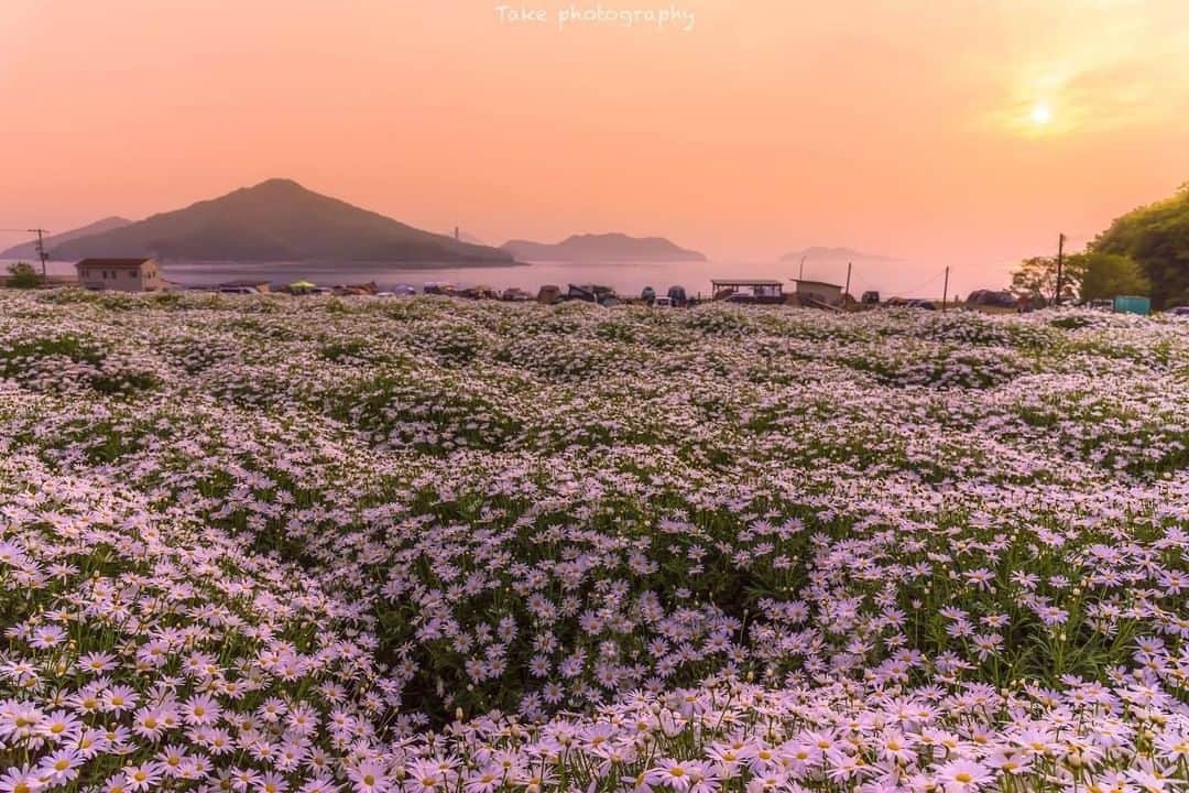 花の写真館のインスタグラム：「Photo by @taketya.⠀ https://instagram.com/taketya/⠀ .⠀ Original Post[投稿いただいたURL]⠀ https://www.instagram.com/p/B9EQYlZpPSY/⠀ .⠀ 本アカウントは、 #私の花の写真 をつけてInstagramに投稿された皆さまの花の写真や、「花の写真館」Facebookページで投稿された花の写真を紹介します。⠀ 「花の写真館」Facebookページは、「 @floral.photograph 」のプロフィールにあるURLからご覧ください。⠀ .⠀ ※各自、政府、自治体など公的機関の指示に従った行動をお願いします。⠀⠀ 東京カメラ部および分室では、写真を「見る楽しみ」を提供することを通して、微力ながら皆様にわずかな時間でも癒しをお届けしたいと思っております。⠀ ※本アカウントは東京カメラ部がFacebook、Instagramのサービスを利用して運営しているもので、Facebook社・Instagramとは一切関係ありません。⠀ .⠀ #花の写真館 #floralphotograph #floralphoto #flower #flowers⠀ Follow: @floral.photograph」