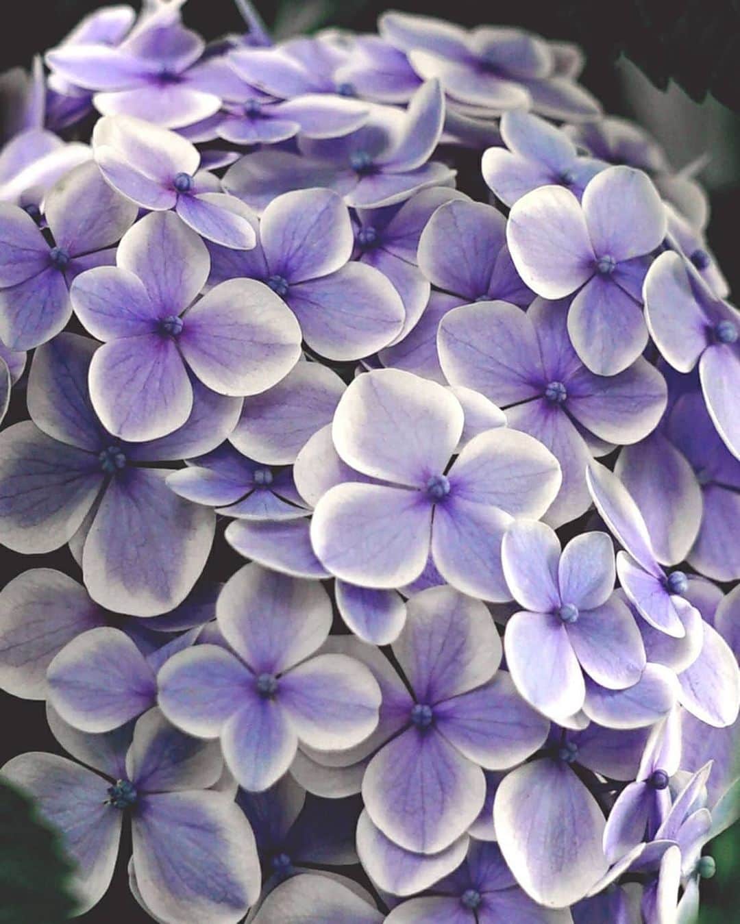 masayaさんのインスタグラム写真 - (masayaInstagram)「Hydrangea　 奥の方でひっそりと葉に守られるように咲いていたあじさい。それは初々しい姿でした。 #あじさい #アジサイ #紫陽花 #花 #flowers #flower #Hydrangea #Hydrangeas」6月19日 19時31分 - moonlightice