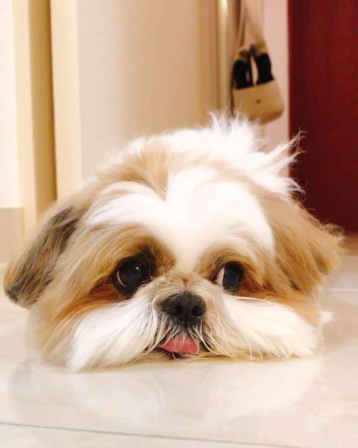 水嶋はちのインスタグラム：「I'm so sleepy.🥱 I'm so sleepy.🥱 Good night, sweet dreams everyone.😴 * * 眠くて、眠くて、眠いので みなさん、お先におやすみなさいデス。。 🐶🥱😴😴😴 * * #はち #HACHI #シーズー大好き部」