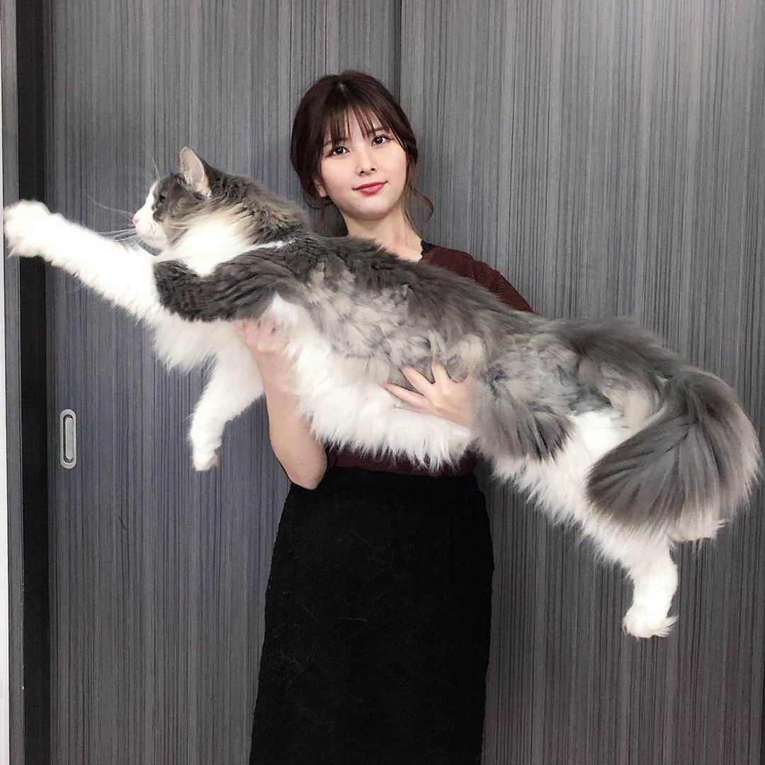 Sagiri Kitayamaさんのインスタグラム写真 - (Sagiri KitayamaInstagram)「長ーいキャスバル兄さんは、8.2kgです😺(一部、サマーカットしています😉) #キャスバル #ノルウェージャンフォレストキャット #ノルウェージャン #norwegianforestcat #norwegian #ラグドール #ragdoll #neko #ねこ #ねこ部 #ネコ #猫 #猫部 #cat #catstagram #catlover #catsofinstagram #instacat #kitty #むにゃげーず #耳毛部」6月19日 20時10分 - rererurerurela