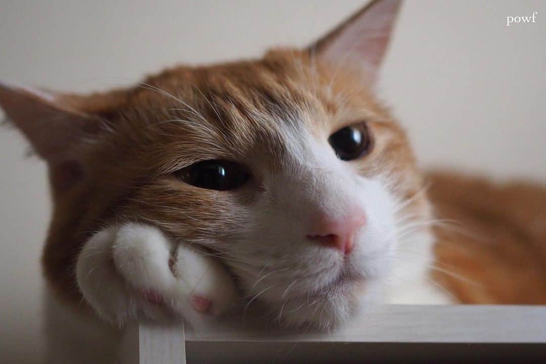anemone_69のインスタグラム：「. #ハカセとキョウジュ #茶トラ白 #茶白 #cat #猫 #保護猫 . . .」
