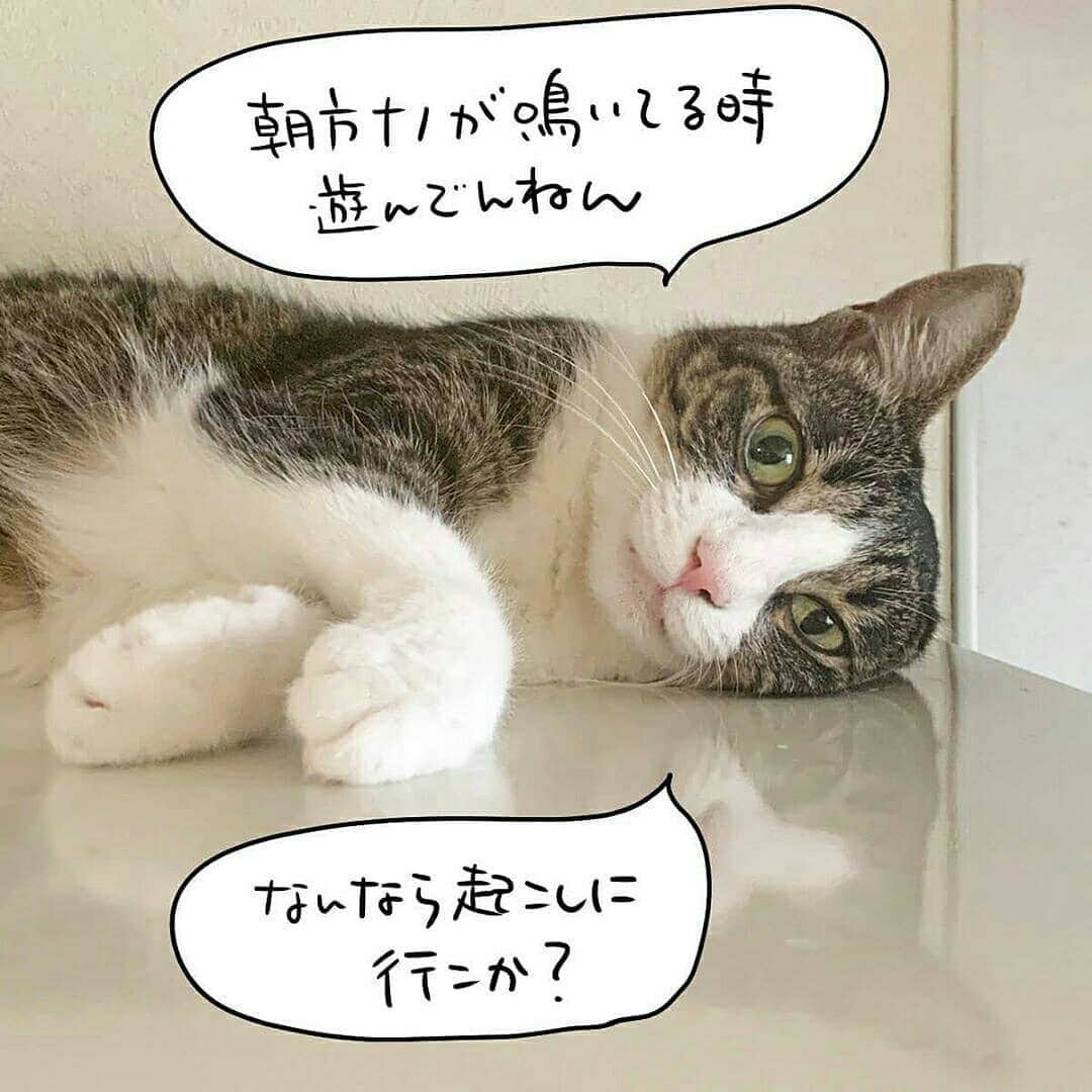 猫壱（ねこいち•ネコイチ）さんのインスタグラム写真 - (猫壱（ねこいち•ネコイチ）Instagram)「【#猫マンガ 】 ▫ 鳴く猫と鳴かない猫😺 ▫ ▫ #貴方のにゃんこはどっちタイプ？ ▫ ▫ :::::::::#猫壱 ::::::: 猫壱は猫と人との暮らしの向上を目指して猫グッズの開発に取り組んでいます♪ 気になる方は @necoichicojp をチェックしてみてくださいね！ ▫ ▫ 【Special thank-you @86palpal 💕💕💕💕】」6月19日 20時18分 - necoichicojp