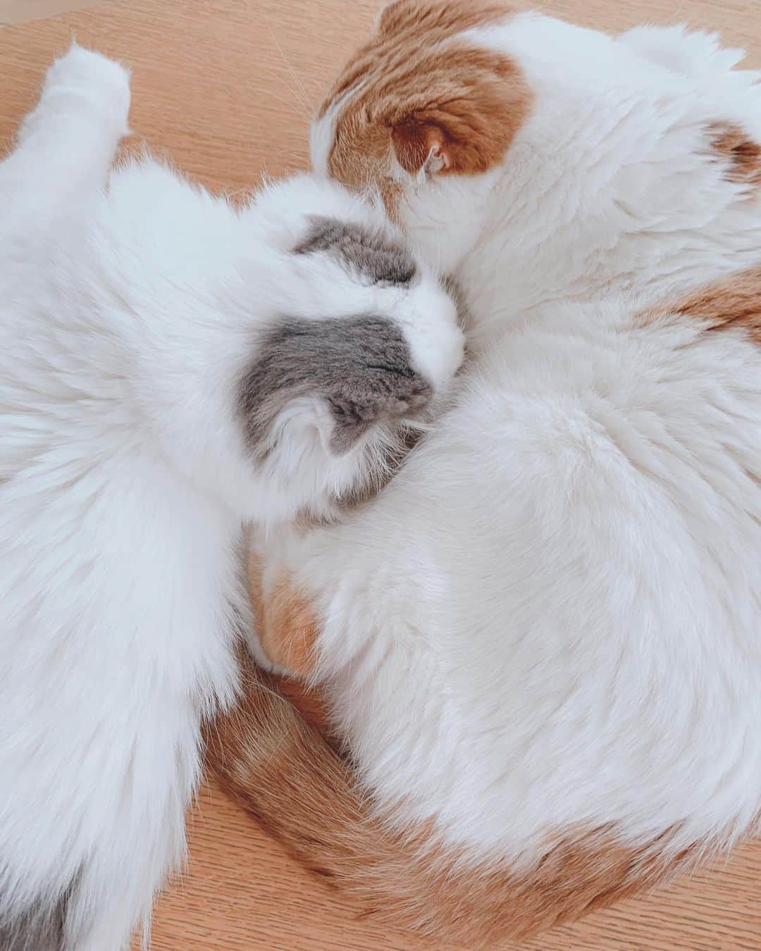 のんたのインスタグラム：「いつも仲良しのん&ぱん この写真を見てぱんちゃんが赤ちゃんだった頃 のんちゃんの背中でおっぱいを探していたことを思い出しました♡ ③④枚目はベビぱん🍼 ・ #scottishfold #catstagram_japan #catsofinstagram #cats_of_instagram#catoftheday #ilovemycat #bestmeow #catlover #cutecat #kittensofinstagram #cute #スコティッシュフォールド」