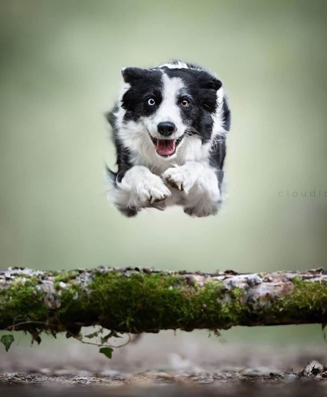 Canon Photographyさんのインスタグラム写真 - (Canon PhotographyInstagram)「@claudiopiccoliphotographer’s photos are making dogs fly! 😂 Curated by @ianharper」6月19日 20時16分 - cpcollectives