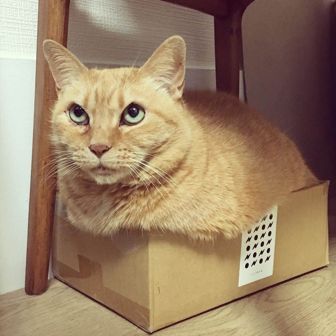 のインスタグラム：「※ ウチの 椎名林檎 イナボックス。  #グレッチでぶっちゃダメなほうの #椎名林檎」