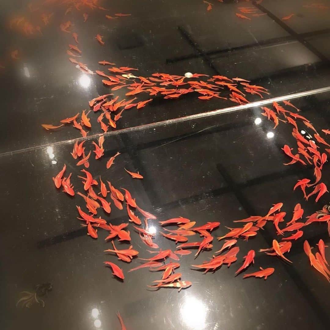 のインスタグラム：「Very me! Very @milamorejewelry ! Obsessed with @yuzohetoh ‘s goldfish work! #kintsugi」