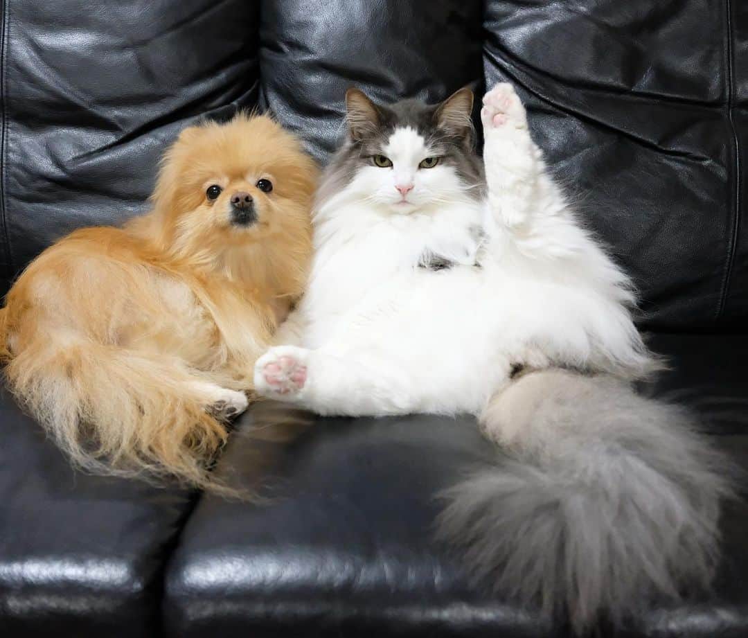 Hanaさんのインスタグラム写真 - (HanaInstagram)「フタリの世界 🐶😼 * クールビューティ🐶 と セクシーモジャモジャ🐱 * * ブログ更新しました♪ http://kedamakyoudai.blog.jp/ #NorwegianForestCat#Pomeranian#japan#catlover#doglover#dogs#cat#Kawaii#fluffy#pom#fluffydog#catsofinstagram#dogsofinstagram#fluffycat#ノルウェージャンフォレストキャット#ポメラニアン#pecoいぬ部#ペコねこ部#犬と猫のいる暮らし#かわいい#cute#cutecat#cutedog#funny#funnydog#funnycat#いぬのきもち#ねこのきもち#ライブドアインスタブロガー」6月19日 20時49分 - mofu2family