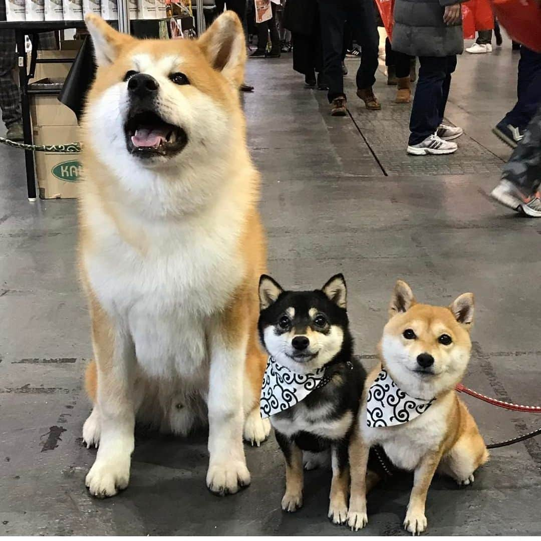 豆柴なつ&ふゆさんのインスタグラム写真 - (豆柴なつ&ふゆInstagram)「Big and small😂😂😂 大小😂😂😂 #秋田犬 #akitainu  #akitadog  #大小  #shibaaaaainu #でかい #小さい #わんこ #dogsofinstagram  #わんダフォ #shibamania  #柴犬ライフ#pecoいぬ部 #shiba_snap  #instashiba#cutedogs  #柴犬#shiba #shibainu #shibastagram #いぬすたぐらむ #pecoいぬ部 #犬バカ部 #shibainumag_feature #instafollow #dogoftheday  #🐕📷 #theshibasociety  #柴#proudshibas  #柴犬マニア」6月19日 21時00分 - mameshiba.natsuinu56