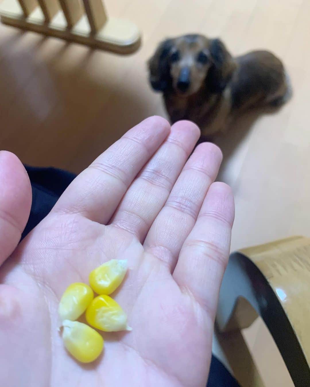 のインスタグラム：「じーーーーー。 #なかじま家のアイドル #れもん♀(17) 基本食べ物には目がないんだけど とうもろこしへの愛は異常です🌽 欲しいがゆえに吠えられる時もある。笑 元気でいてくれてなによりだけどね😅」