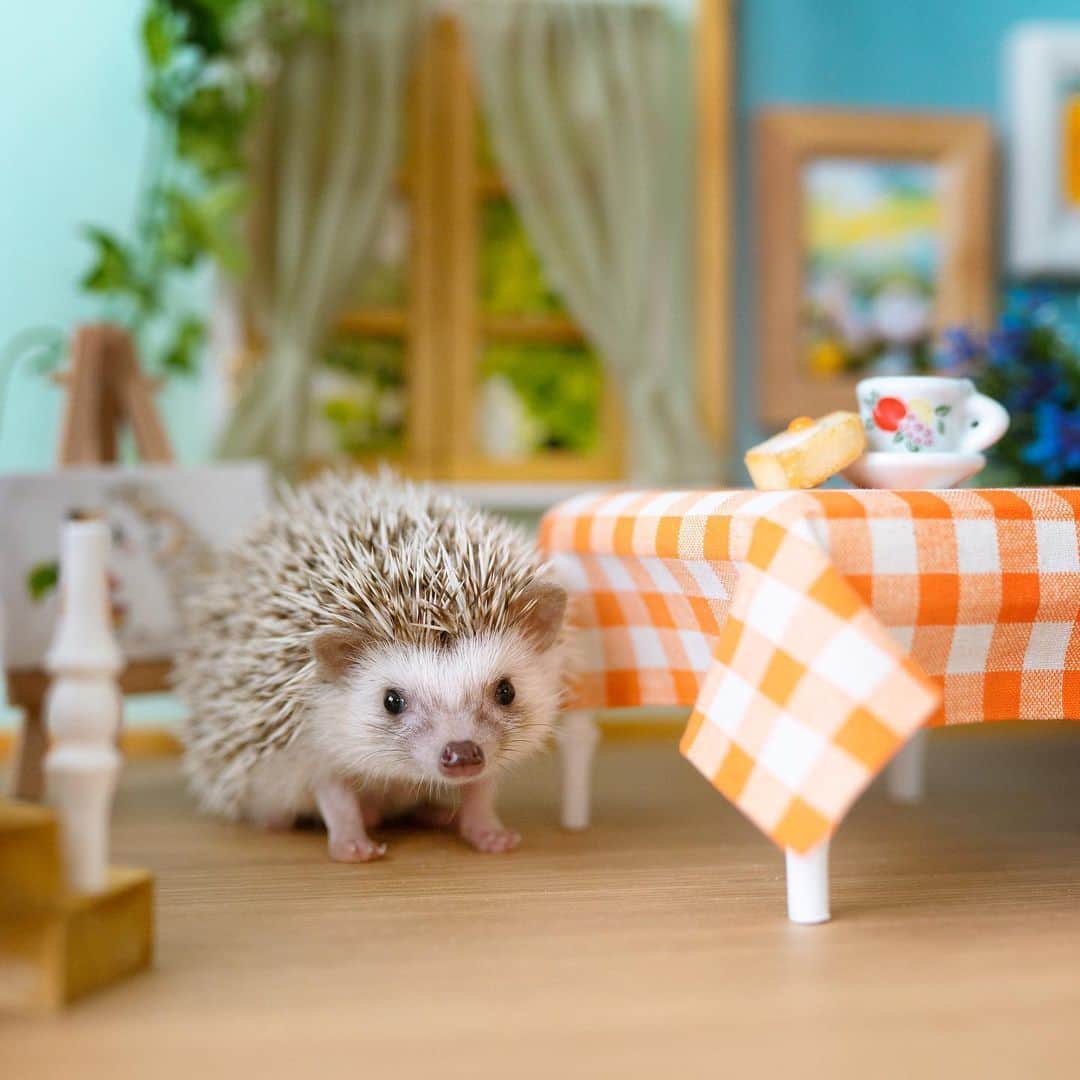 ダーシーのインスタグラム：「I was thinking about his name for a while. Whoopi, Jiminy, Genie, Timothy, Rondo, Waltz, Digby, Rudy… But when I was staring at his pure eyes and gentle face, I naturally called him Koala. He is a hedgehog, but his name is Koala. Nice to meet you🐨✨」