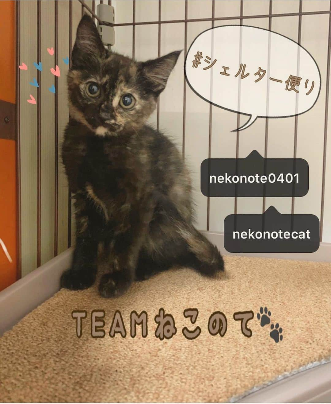 八、おこめさんのインスタグラム写真 - (八、おこめInstagram)「『TEAMねこのて🐾』 いつもたくさんの応援や支援物資などありがとうございます♡ アカウントとタグのご紹介です😸 @nekonote0401 ←シェルターのお知らせや、猫達の紹介。プロフィールからは皆んなが楽しみにしているKもんさんのblogにリンクできます♩ @nekonotecat ←我らがはなちゃん( @grinhana_ )の目線で色んなシェルターの様子を紹介してくれてます♩ #シェルター便り←ボランティア仲間で共有してるタグです。ボラさんそれぞれのシェルターの記録です♩ ただいまシェルターでは、絶賛子猫シーズンにて可愛い子達の里親さん募集中🐾 『猫を家族に迎えたい！』 『猫との生活に興味がある！』 そんな方はぜひアカウントやタグのチェックをよろしくお願いしま〜す😽❣️ コロナ対策も皆んなで検討し、7月は久しぶりに譲渡会も開催予定です🐾 譲渡会については、内容が決まり次第またお知らせいたしますすー✨ #teamねこのて #里親募集 #保護猫 #預かりボランティア #譲渡会 #猫のシェルター #伊丹市 #お掃除ボランティア #ねこ部 #cat #ねこ #猫 #ネコ」6月19日 22時47分 - naomiuno