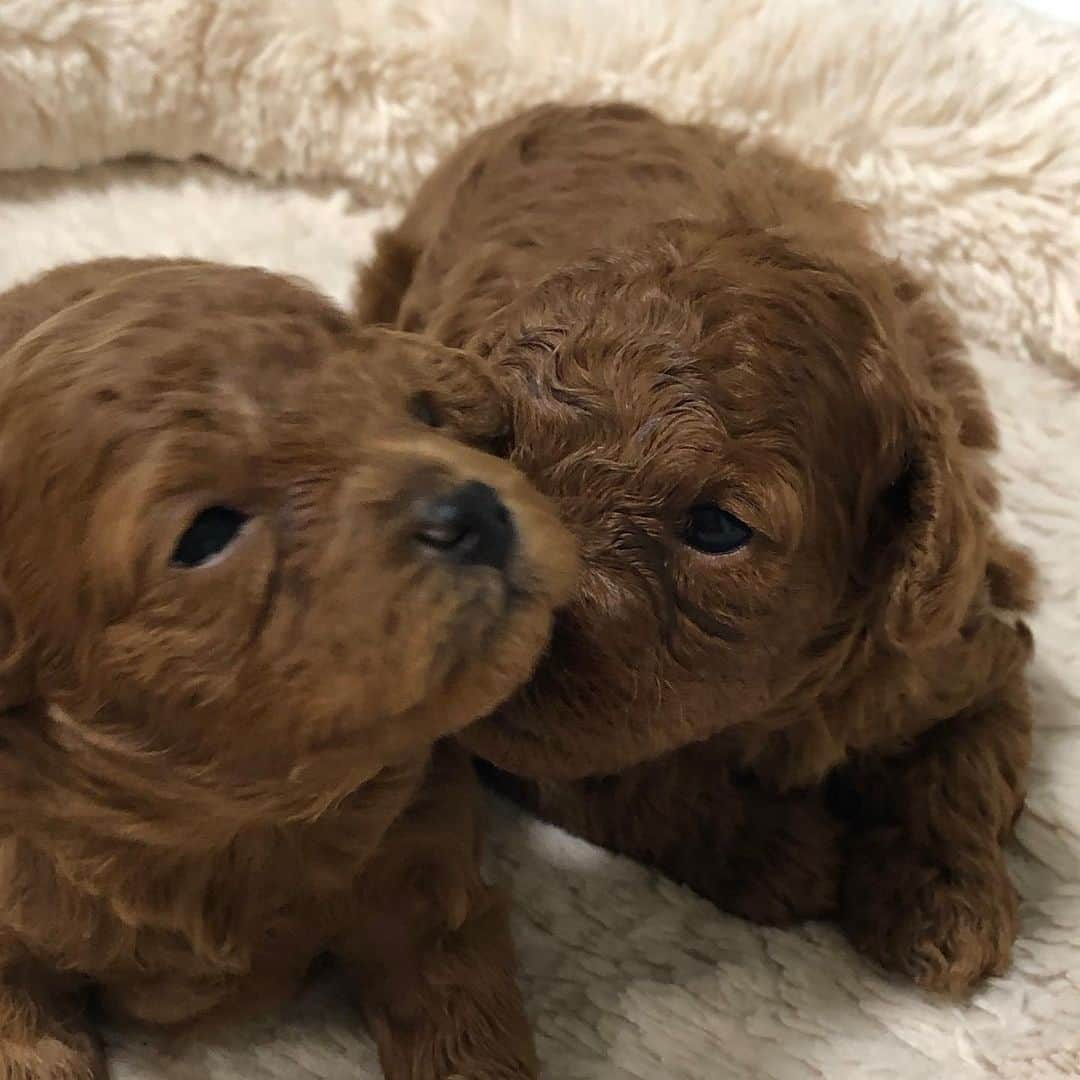 ももちゃん & まろんたんのインスタグラム：「キナモカたん、本日1歳になりました✨ ひなちゃんもママを1年間よく頑張りました😊💓 ・ ・ #dog #dogs #dogstagram #poodle #poodles #poodlelove #poodleclub #toypoodle #toypoodles #toypoodlelove #toypoodleclub #east_dog_japan #all_dog_japan #ig_poodle #poodlesofficial #ふわふわ #ふわもこ部 #トイプードル #トイプードル部 #トイプードル大好き #トイプードル多頭飼い #まろんたん #ティーカッププードル #わんこなしでは生きていけません会 #pecoいぬ部 #joker六本木ヒルズ店 #トリミング #ももちゃん #toypoodleofficial #犬のいる暮らし」