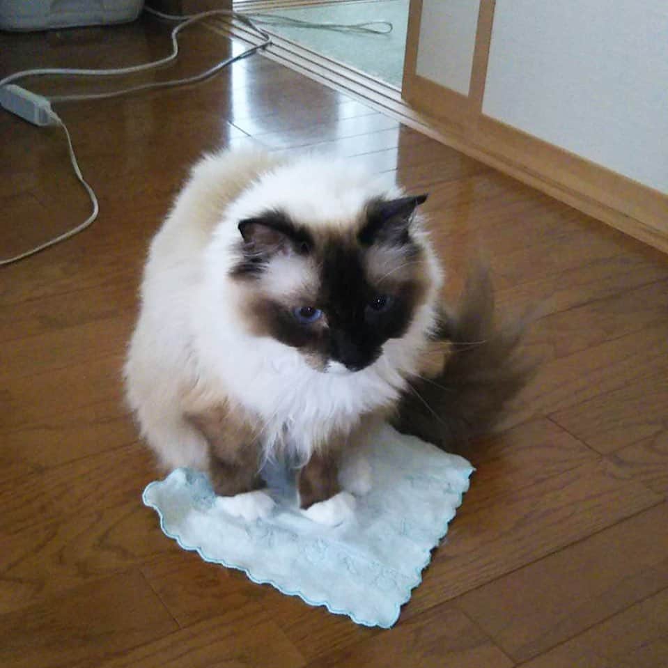 takegaeruのインスタグラム：「今朝は気温が下がってニクキュウがチベたかったそうです😽 #cat #猫 #ragdoll #ラグドール #ホワイトポッチーズ」