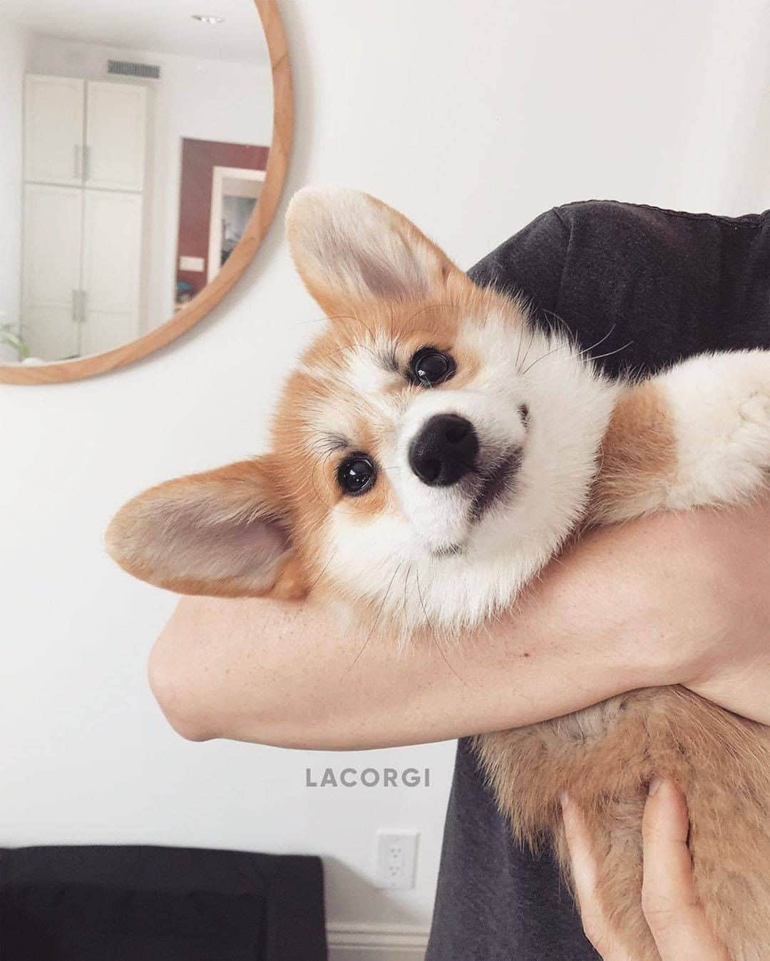 8crapさんのインスタグラム写真 - (8crapInstagram)「Henlo there cutie 🙂 - 📷 @lacorgi - #barked #dog #doggo #puppy #pupper #Corgi #CorgiPuppy」6月19日 23時08分 - barked