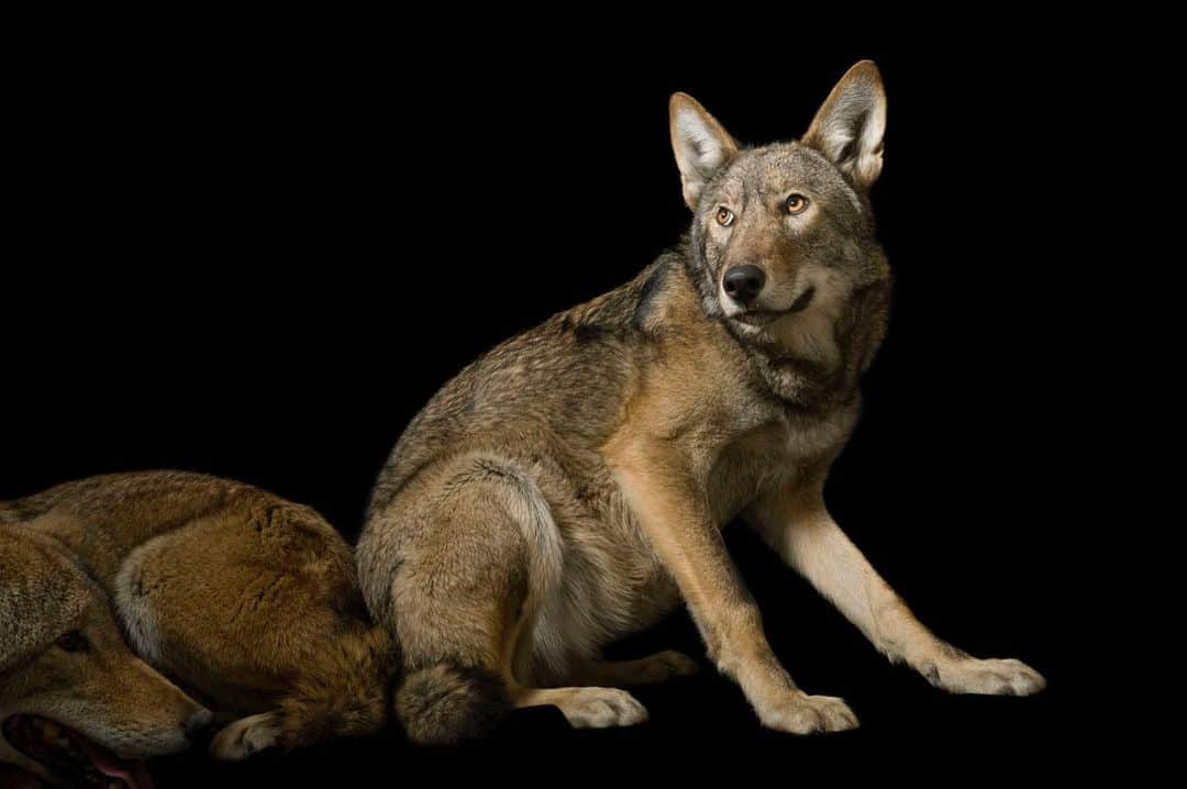 Joel Sartoreさんのインスタグラム写真 - (Joel SartoreInstagram)「Once common throughout the southeastern United States, red wolves like this one @greatplainszoo were driven to the brink of extinction during the 1960s. To combat this decline, the U.S. Fish and Wildlife Service created the American Red Wolf Recovery Program. Just a few months ago, @nczoo, a partner in the recovery program, announced the birth of five red wolf pups. ​These dedicated breeding efforts ensure the conservation of the species and help to grow both the population in the wild and the population under human care. #wolf #redwolf #endangered #canid #PhotoArk #savetogether」6月19日 23時18分 - joelsartore