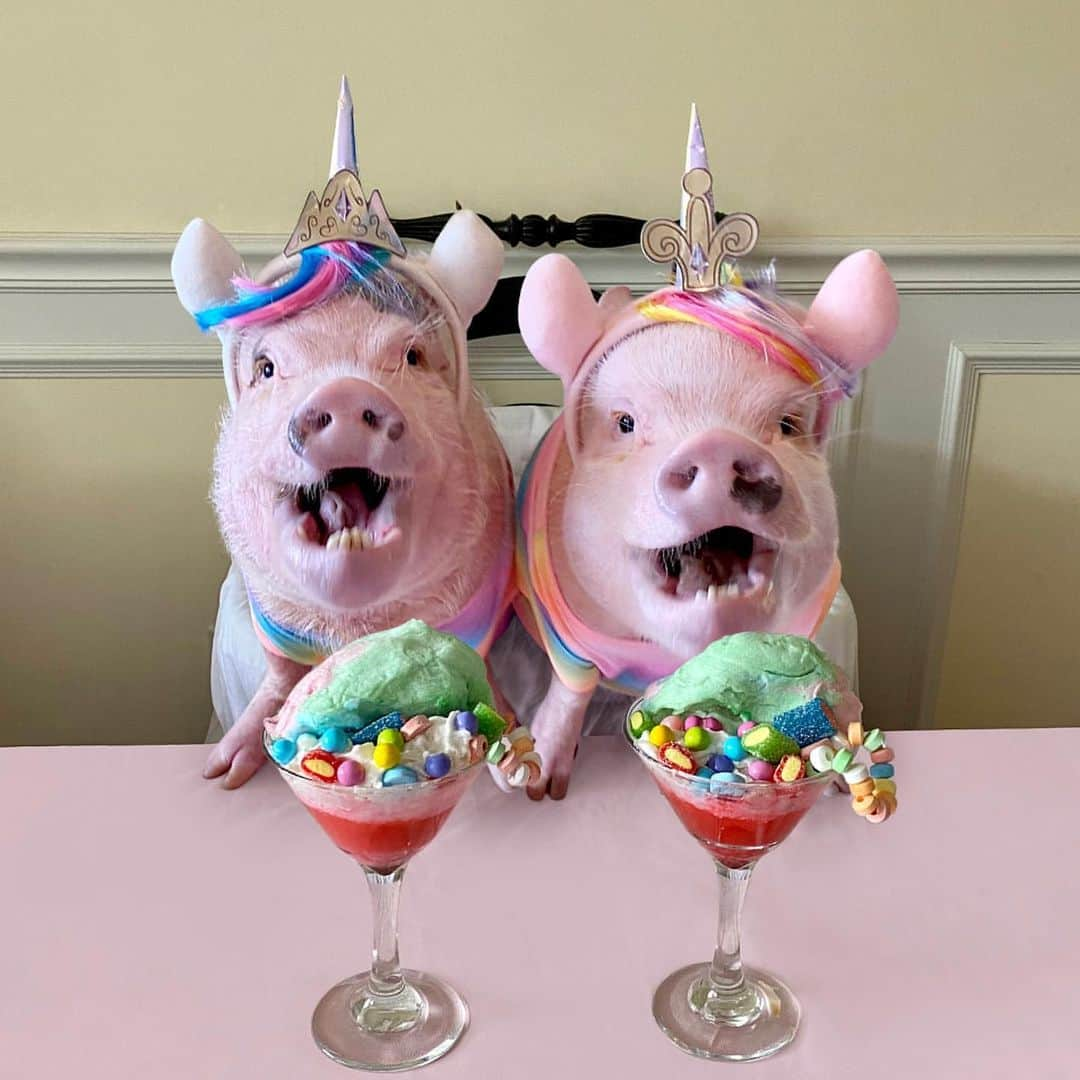 Priscilla and Poppletonさんのインスタグラム写真 - (Priscilla and PoppletonInstagram)「Happy #NationalMartiniDay! This was me and Posey when we saw that Silly Pop had whipped up some cotton candy pigtinis for us. What else would you serve two piggycorns? I think we can add bartender to his piggy resume now. Cheers!🐷🦄💕🍬🍸#pigtini #piggycorn #PrissyandPosey #PrissyandPop」6月19日 23時18分 - prissy_pig