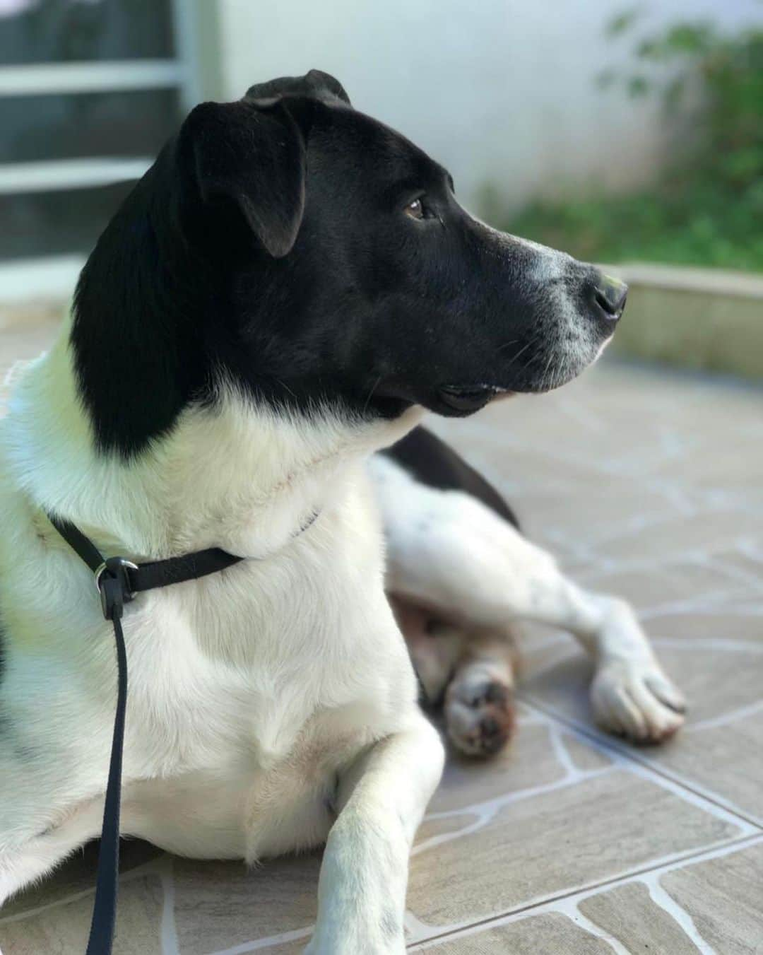 Ana Hickmannさんのインスタグラム写真 - (Ana HickmannInstagram)「Lembram do Tiozinho? Esse cachorro eu encontrei abandonado em uma avenida de São Paulo no final do ano passado. Fiz o resgate e levei para a minha casa. Olha como ele tá lindo e saudável! 🐶🥰 Hoje foi o dia da castração, deu tudo certo. 🙏🏻 Estou fazendo esse post para mostrar a evolução dele, mas também para agradecer esses anjos na Terra que são os veterinários. São tão atenciosos e prestativos, cuidam dos nossos bichinhos com tanto carinho e amor. Gratidão! 👏🏻 Meu muito obrigada: @alessandra.destacio @sosveterinariasp @talyacoelho e @marciarizzivet #dog #doglovers #tiozinho #veterinaria #veterinary」6月19日 23時33分 - ahickmann