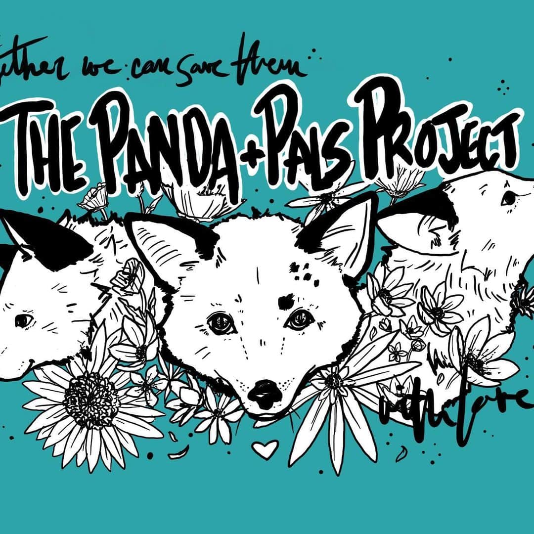 Rylaiさんのインスタグラム写真 - (RylaiInstagram)「The Panda & her Pals Project #PPP: Help us Save foxes! . Please click on the link in our profile to learn how YOU can help us Save and support foxes!!! Every dollar will help as we begin our journey on this global saving foxes project!! .  At the JABCECC we believe that every animal has the right to exist both as a species & as an individual. This belief is the foundation for our mission and compels us to fight for animals in dire conditions and allow them to have full and happy lives. This year we have been called upon to save some foxes and we need your help!!! . The Russian domesticated foxes: Meet Panda. Panda is a RDF that has melted our hearts. Every year the program places foxes Into sanctuaries, homes, centers. To live their lives as Ambassadors & companions. Due to COVID, this wasn’t possible. This meant that Panda and her friends had no home! Once we learned about this, we knew we had to find a path to bring them to the center, to live their lives in love and being the voice for their captive bred counterparts! Transportation, fees, enclosures, vaccinations, crates are very expensive! We need your support to bring Panda and her Pals to the Us! . As we figured out logistics, we were notified of an urgent need to rescue and place Foxes from a US fur farmer! It is unheard of that a fur farmer offers to give foxes to a rescue vs charging for them or just killing them. This farmer said he would give us 25-30 foxes if we could find placement! We had to save these foxes lives and went into action! With the help of our colleagues, we started finding placement!!! But we need your help to also support this huge rescue! . Even $5 can help!!! Please help us save as many foxes as we can by supporting Panda and Her Pals! . #panda #pals #savefoxes #rescue #donate #volunteer #furfarm #furfree #life #commitment #savinglives #givingback #support #nonprofit #donate #fundraiser #foxes #foxesofig #sanctuary #russianfoxprogram  Logo by JABCECC volunteer @sirtaeto」6月19日 23時34分 - jabcecc