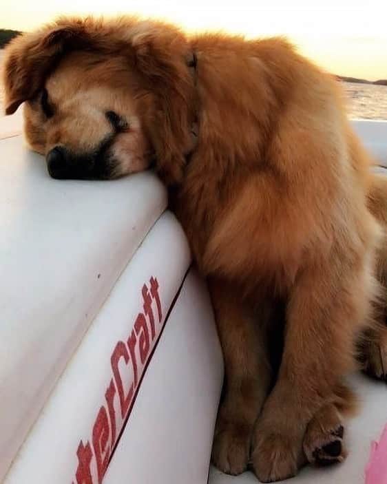 ブルーライフのインスタグラム：「a gals best friend 😍❤️🥰 #shopplanetblue」