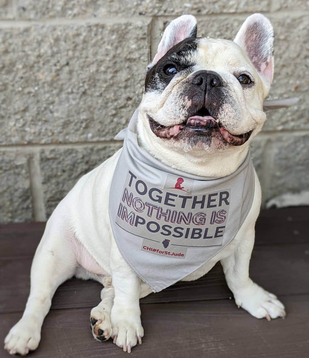Manny The Frenchieのインスタグラム：「Let's work together! Did you know that patients and their families at St. Jude Children’s Research Hospital never receive a bill from St. Jude? They even cover the costs of housing and food! $36 covers one day of meals for a patient and their family. Let’s provide a day of meals for 150 patients and their families! ** The first 150 people to make a donation of $36 or more will receive a limited edition CHI#forStJude bandana!  Plus the Manny and Friends foundation will match every gift made today up to $5,000! Help us, help the kids at St. Jude. Together, nothing is impossible.  https://bit.ly/MannytheFrenchie (link in bio)」