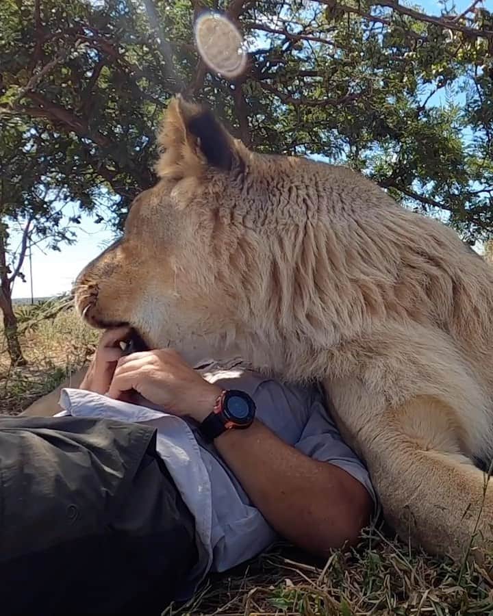 Kevin Richardson LionWhisperer のインスタグラム