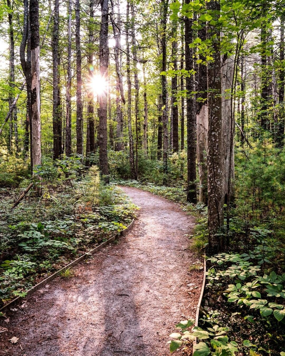 アメリカ内務省さんのインスタグラム写真 - (アメリカ内務省Instagram)「An #enchanting walk through the woods ignites the senses and relieves stress after a long week. The forest plays its own symphony, the breeze gently stirs leaves, the distant birdsong melody carries and light breaks through the trees to illuminate the path ahead. James Napoli captured this peaceful image of #Maine's #RachelCarson National Wildlife Refuge​ at golden hour. Along with upland forest and shrubland, this refuge in Southern Maine also offers salt marshes and areas along the coast to explore.  Photo courtesy of James Napoli (@james.napoli). #USinterior #NationalWildlifeRefuge」6月20日 0時27分 - usinterior