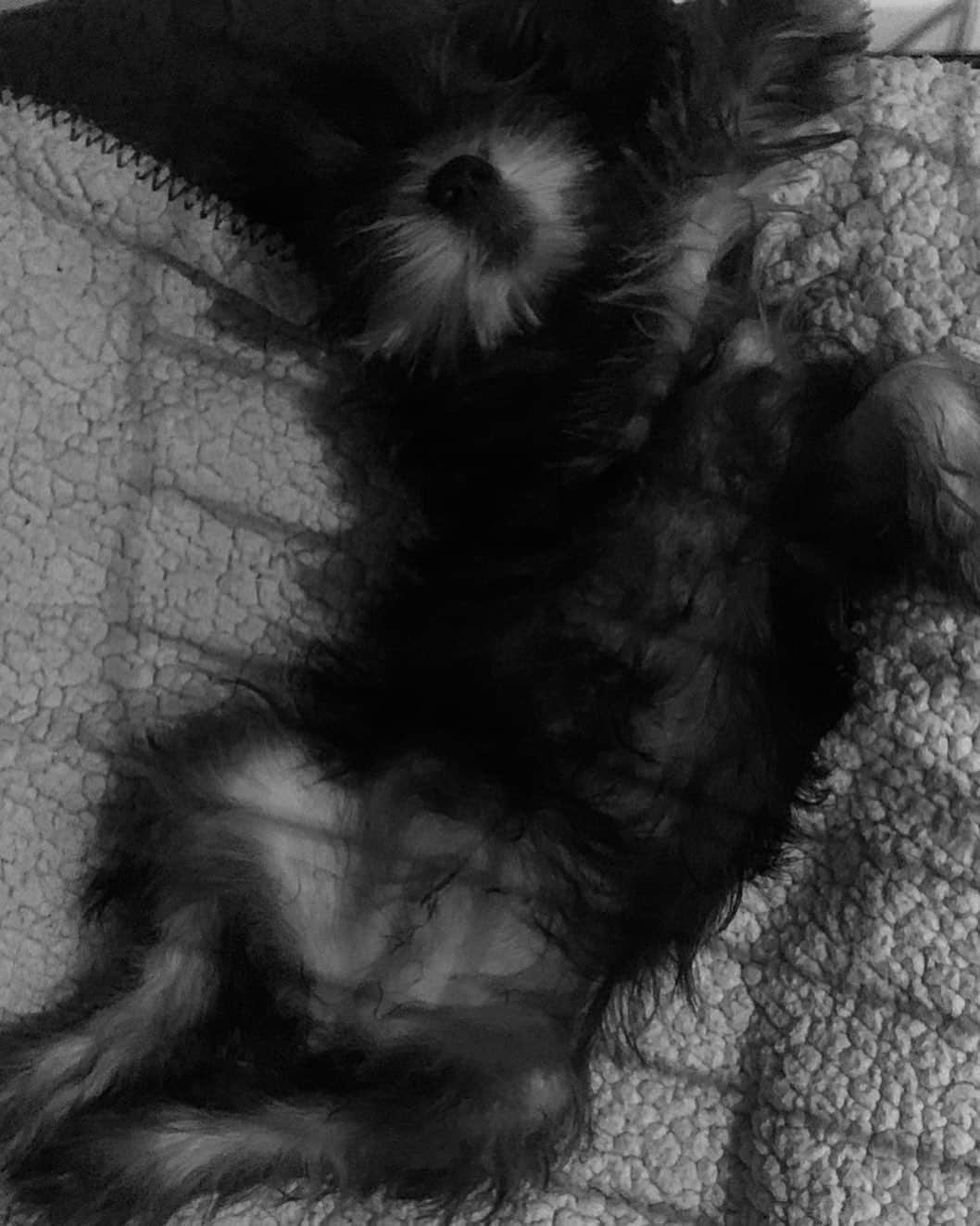 紺野千春のインスタグラム：「Good night🌙 #miniatureschnauzer#dog#saturdaynight」