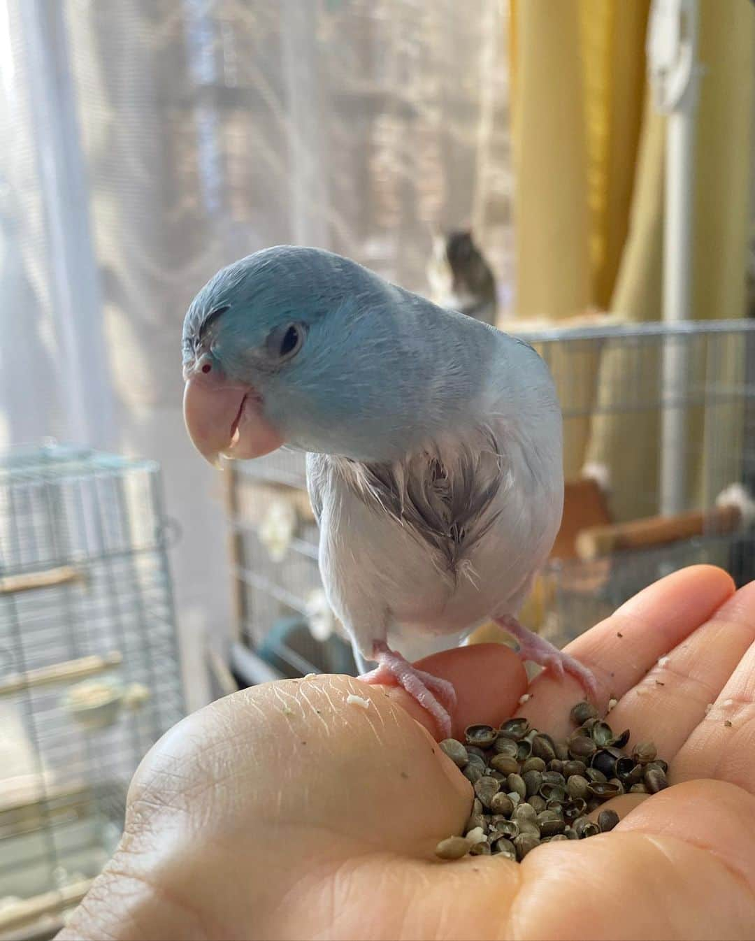 peace_0322さんのインスタグラム写真 - (peace_0322Instagram)「#インコ#マメルリハインコ#リス#シマリス#ふわもこ部 水浴びが苦手な瑠璃ちゃん🚿 頑張ったけど…胸と鼻の上だけ濡れてるね😅 お母さん2枚目のひよりんが肩に乗ってる風がお気に入り😂」6月20日 10時19分 - peace_0322