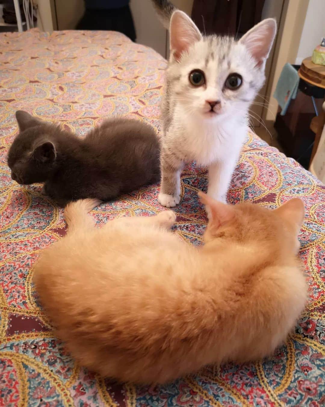 山上紗和 のインスタグラム：「#保護猫 ちゃんのご紹介🐈  よく行くエステのお姉さんが、保護猫ちゃんの里親さんをさがしています❗  ふわふわのふにゃふにゃでめちゃくちゃかわいいです🐈  チャコールグレーの子は既に里親さんが決まっていて、  残りの2匹を引き取ってくださる方を探しています。  2匹は施設から一緒に居たそうで、とても仲良しなので 出来れば一緒に引き取れる方が良いそうです🤘  ご興味のある方、いらっしゃいましたらDMいただけるとありがたいです🙇  よろしくお願いします🙇‍♀️ #猫 #子猫 #子猫里親募集 #猫好きさんと繋がりたい #里親 #里親募集 #里親募集中 #里親募集猫 #保護猫と暮らす #保護猫を家族に #保護猫活動 #保護猫シェルター」