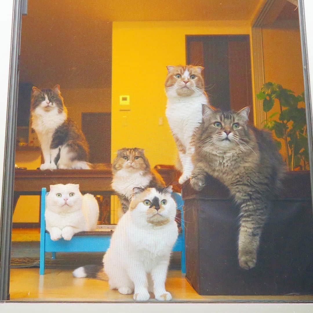 yokoさんのインスタグラム写真 - (yokoInstagram)「Happy Caturday♡ 良い週末を過ごしてね🐾  #今日の猫窓 . #麦＆花ファミリー #withおじにゃん」6月20日 10時45分 - yoko_1011