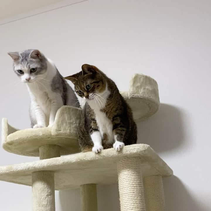 Sakiのインスタグラム：「* Hi. So Ruby got used to the new cat tower from @maumaucats and played with the toy they gave us✨ . あたらしい @maumaucats さんのキャットタワーもすっかり慣れて、頂いたオモチャで遊んだよーー😸✨ #ニャンクロ #mauタワー  #mauタワーニャンバーワンコンテスト2020  #元野良猫部 #元野良もカワイイ説普及隊 *」