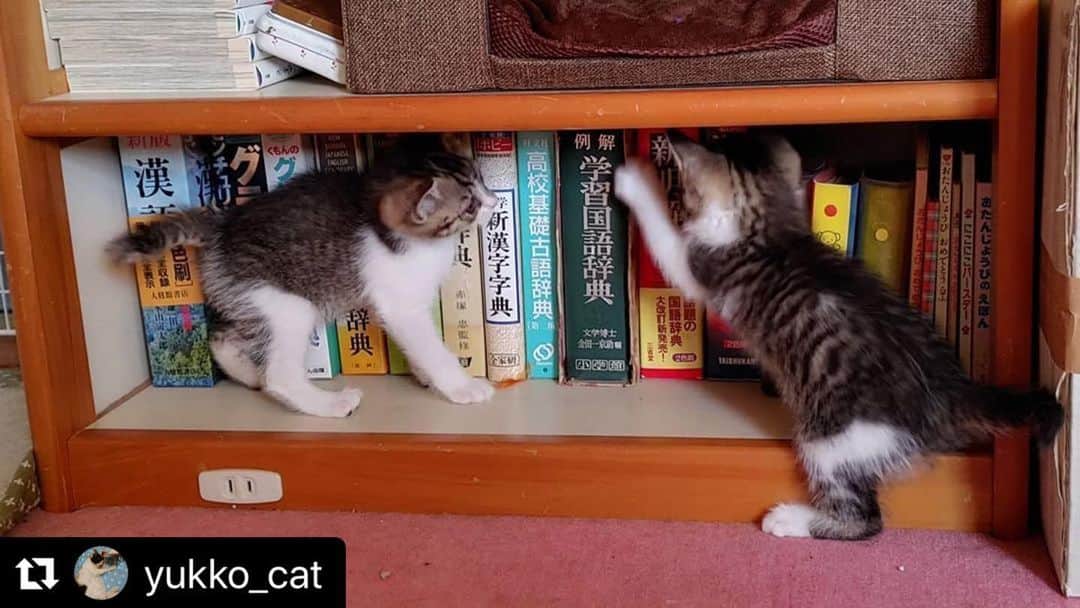ねこのインスタグラム