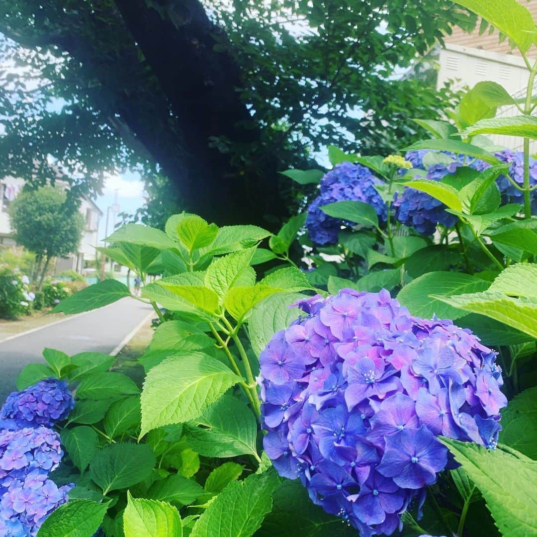 宙也さんのインスタグラム写真 - (宙也Instagram)「紫陽花。」6月20日 10時58分 - chuya_aquarius