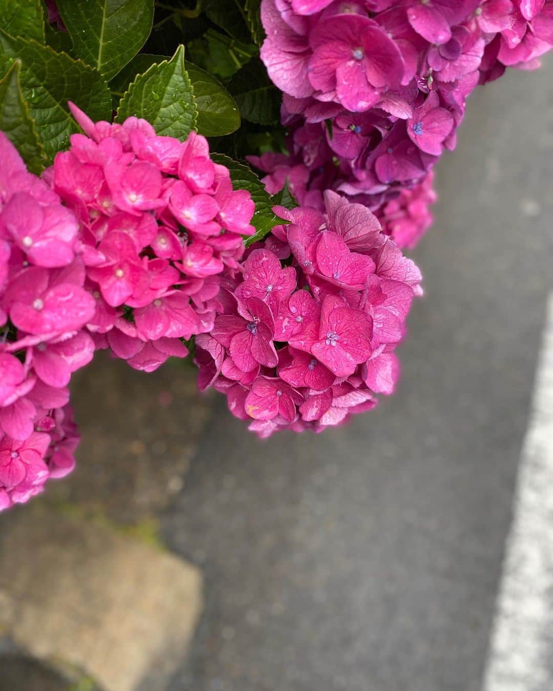 早織さんのインスタグラム写真 - (早織Instagram)「いい色」6月20日 11時00分 - saorioboegaki