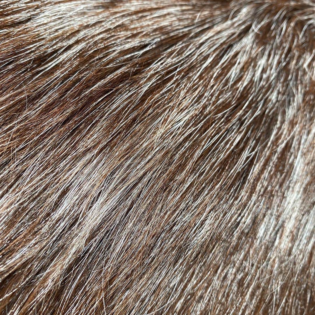 Dogs by Ginaのインスタグラム：「Coarse Coated」